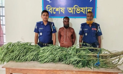 ২০ কে‌জি ওজনের গাঁজার গাছসহ আটক ১