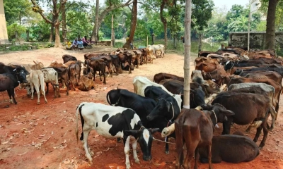 সিরাজগঞ্জে সরকারি বরাদ্দের গরু বিতরণে অনিয়ম