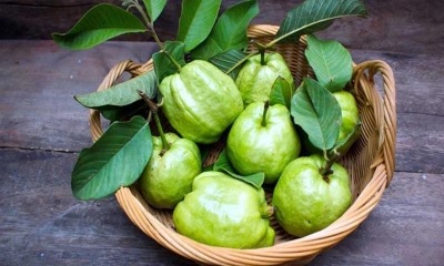 পুষ্টিগুণে ভরপুর ফল পেয়ারা। ছবি- সংগৃহীত