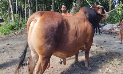 রাফির খামারে ১৫ লাখ টাকার ‘হিরো দ্য ডন’ 