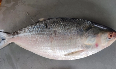 আড়াই কেজির ইলিশটি সাড়ে ১৩ হাজারে বিক্রি 