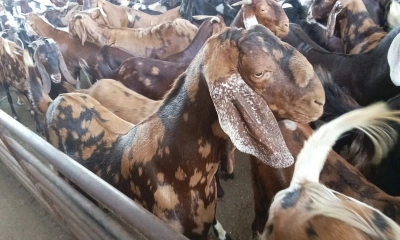 দুবাইয়ে পশুর বাজারে আগুন, কঠিন হচ্ছে কোরবানি