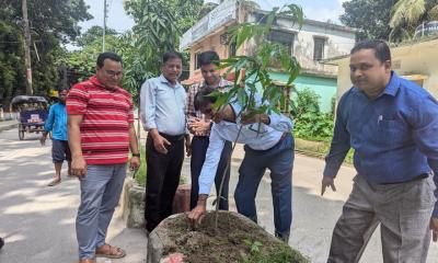 মসিকের উদ্যোগে বৃক্ষরোপণ