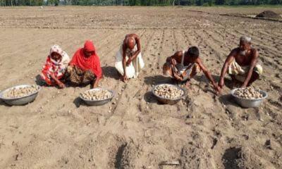 দ্বিগুণ লাভের আশায় আগাম আলুতে ঝুঁকছে কৃষক