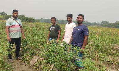 মতলব উত্তরে শীতকালীন সবজি চাষে ব্যস্ত কৃষকরা