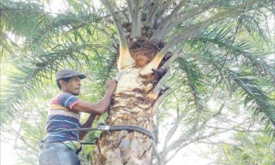 মতলব উত্তরে গাছিদের রস সংগ্রহের প্রস্তুতি