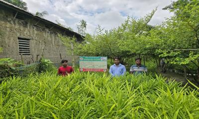 কম খরচে বস্তায় আদা চাষে আগ্রহ বাড়ছে কৃষকদের