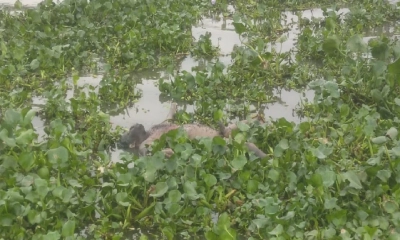 মেঘনা নদী থেকে যুবকের অর্ধগলিত মরদেহ উদ্ধার
