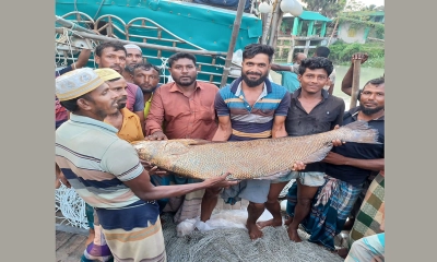 ত্রিশ কেজি ওজনের বোল মাছ, ১২ লাখ টাকা মণে বিক্রি