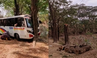 ৩৪ জনের জীবন রক্ষা করা গাছের মৃত্যুদণ্ড!