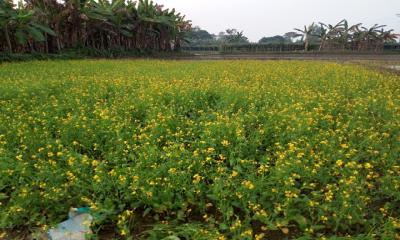 পলাশে সরিষার বাম্পার ফলন