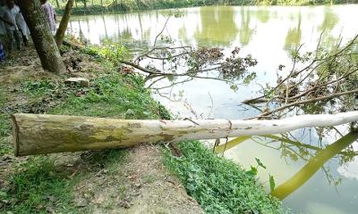 অবৈধভাবে কলেজের গাছ কাটার অভিযোগ