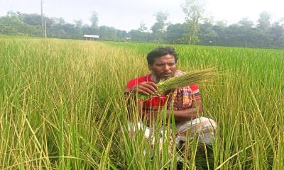 জমি সংক্রান্ত বিরোধে আমনের ক্ষেতে বিষ প্রয়োগ, ৩ বিঘা ধান বিনষ্ট