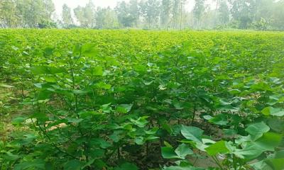 রায়গঞ্জে তুলা চাষে খুলে যাচ্ছে কৃষকের ভাগ্য
