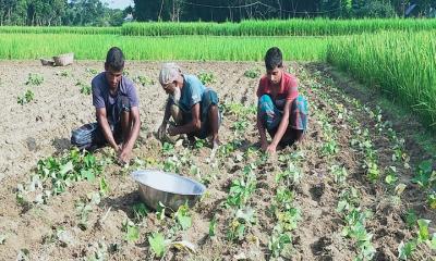 নান্দাইলে মিষ্টি আলু চাষে ব্যস্ত কৃষক