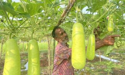 কৃষক আবু তাহের লাউ চাষ করে স্বাবলম্বী