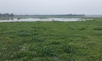 চলনবিলে সরিষা চাষের লক্ষ্যপূরণ শঙ্কায়