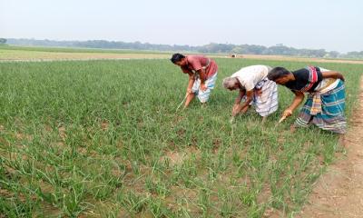 ফরিদপুরে পেঁয়াজের ব্যাপক আবাদ