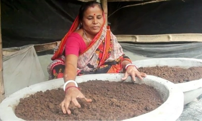 কেঁচো সার উৎপাদনে ফিরছে নারীদের সচ্ছলতা