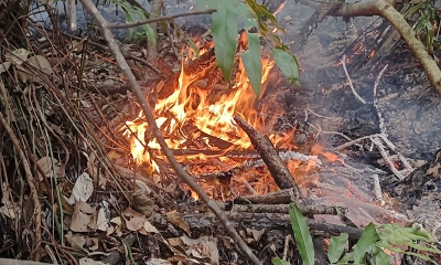 সুন্দরবনে ফের আগুন, নিয়ন্ত্রণে ফায়ার সার্ভিসের ৬ ইউনিট