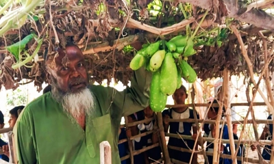 যশোরে এক বোঁটায় ৩০ লাউ