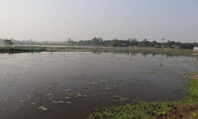 বাসাইলে জলবদ্ধতার কারণে ফসল আবাদে অনিশ্চিয়তা