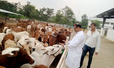 ঈদুল আজহা ঘিরে ভারতে পশুর হাট বন্ধের নির্দেশ, সমালোচনার ঝড়