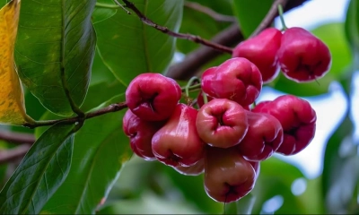 জামরুল ফলের উপকারিতা। ছবি: সংগৃহীত