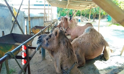 মরুভূমির উট এখন নাসিরের খাটালে