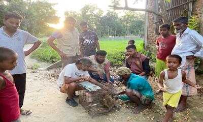 কমলগঞ্জে বানর ও ময়না পাখি উদ্ধার