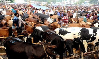 কোরবানির পশুর হাট নিয়ে ডিএনসিসিতে জটিলতা
