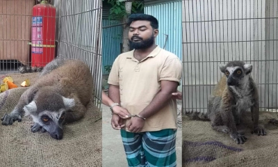 গাজীপুর সাফারি পার্ক থেকে চুরি হওয়া লেমুর উদ্ধার, গ্রেপ্তার ১