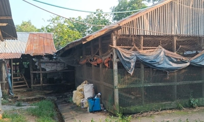 লোকালয়ে পোল্ট্রি খামার, দুর্গন্ধে অতিষ্ঠ এলাকাবাসী