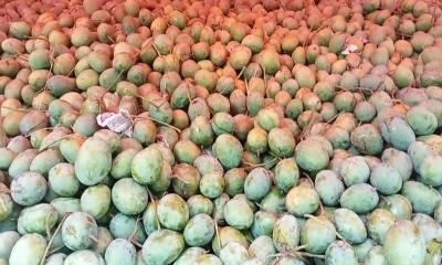 সাতক্ষীরার ১২০ টন আম যাচ্ছে ইউরোপে