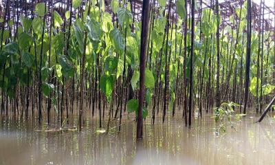 রায়পুরে  টানা বর্ষণে পানের কোটি টাকার ক্ষতি