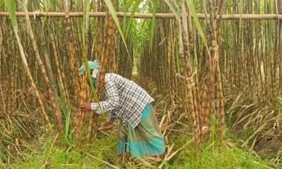 বাগেরহাটে আখ চাষে ভাগ্য বদলের স্বপ্ন দেখছেন কৃষক