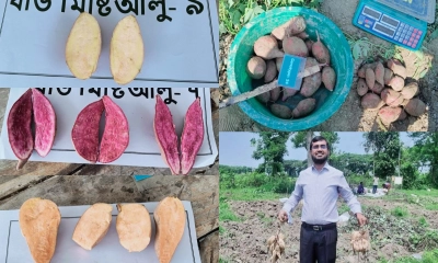 নতুন জাতের মিষ্টি আলু খেতে পারবেন ডায়াবেটিস রোগীরাও 