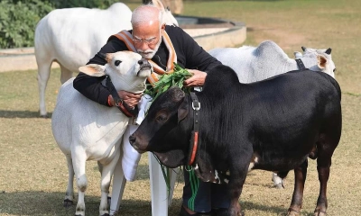 নরেন্দ্র মোদির প্রিয় গরু কত লিটার দুধ দেয়?
