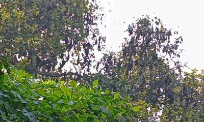 বাদুড়ের বসবাসে বদলে গেছে একটি  গ্রামের নাম