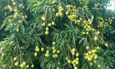লিচু চাষে আশাবাদী বীরগঞ্জের বাগান মালিকরা