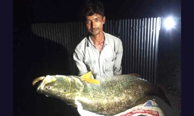 মেঘনায় ধরা পড়ল ২৫ কেজির কোরাল, ২৬ হাজারে বিক্রি