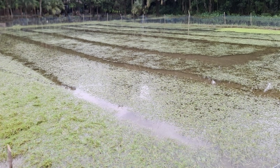 নোয়াখালীতে টানা বৃষ্টি। ছবি- রূপালী বাংলাদেশ