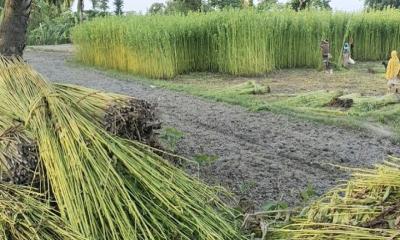 জয়পুরহাটে পাট চাষে আগ্রহ হারাচ্ছেন কৃষক