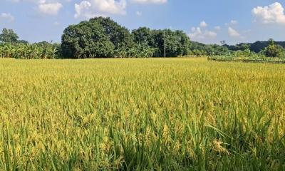 পলাশে মাঠজুড়ে সোনালী ধান, কৃষকের মুখে হাসি