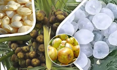 তালের বিচি - রস খাওয়ার উপকারিতা