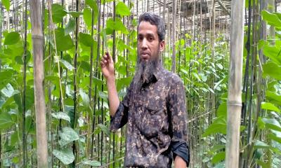 নাগরপুরে প্রথম পান চাষে সফল জহিরুল