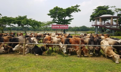 সুনামগঞ্জে ৯০টি ভারতীয় গরু জব্দ