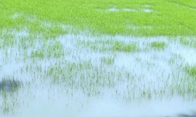 কাঠালিয়ায় বৃষ্টিতে আমন বীজতলা নষ্ট, সংকটে কৃষক