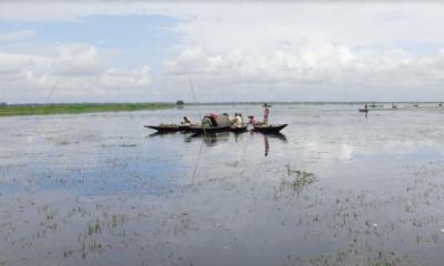 হবিগঞ্জে বন্যায় রোপা ও বোনা আমনের ব্যাপক ক্ষতি
