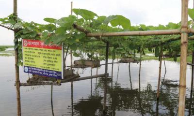 ব্রাহ্মণবাড়িয়ায় ভাসমান সবজি চাষে আগ্রহ বাড়ছে কৃষকের